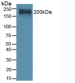 Western Blot; Sample: Recombinant Versican, Mouse.