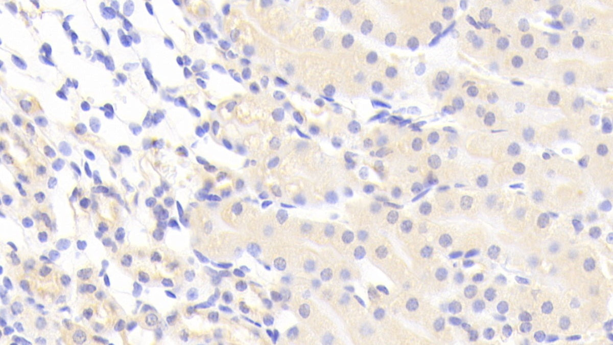 DAB staining on IHC-P; Samples: Mouse Liver Tissue.