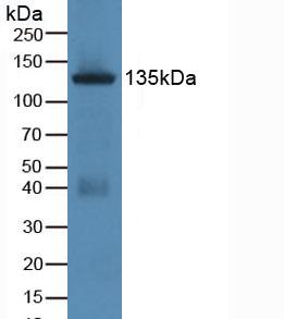 Western Blot; Sample: Recombinant JAG1, Human.
