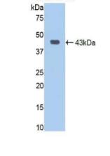 Jagged 1 (JAG1) Polyclonal Antibody - image 3