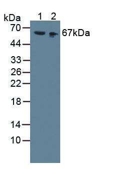 Western Blot; Sample: Recombinant HMWK, Mouse.