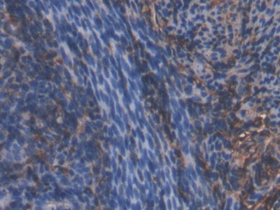 DAB staining on IHC-P; Samples: Mouse Stomach Tissue.