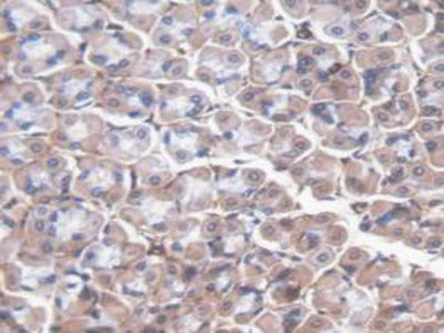 High Molecular Weight Kininogen (HMWK) Polyclonal Antibody - image 5