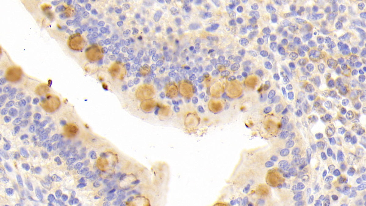 High Molecular Weight Kininogen (HMWK) Polyclonal Antibody - image 5