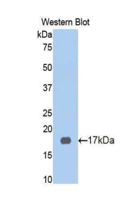 High Molecular Weight Kininogen (HMWK) Polyclonal Antibody - image 2