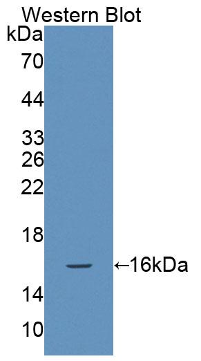 Natural Cytotoxicity Triggering Receptor 3 (NCR3) Polyclonal Antibody - image 2