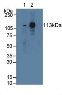 Western Blot; Sample: Recombinant STAT2, Rat.