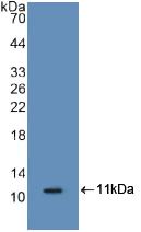 Western Blot; Sample: Mouse Spleen lysate; ; Primary Ab: 1µg/ml Rabbit Anti-Mouse S100A8 Antibody; Second Ab: 0.2µg/mL HRP-Linked Caprine Anti-Rabbit IgG Polyclonal Antibody;