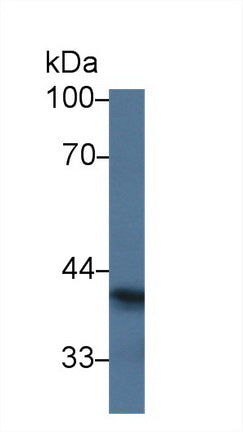 Western Blot; Sample: Recombinant protein.