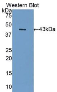 DAB staining on IHC-P; Samples: Human Liver Tissue;  Primary Ab: 20μg/ml Rabbit Anti-Human SIGLEC7 Antibody Second Ab: 2µg/mL HRP-Linked Caprine Anti-Rabbit IgG Polyclonal Antibody