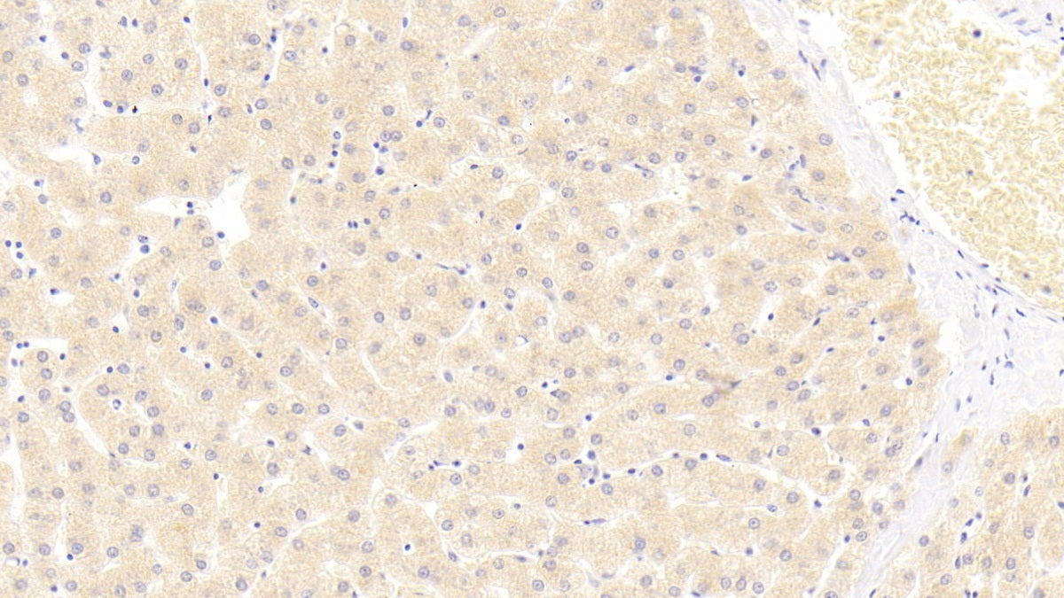 Sialic Acid Binding Ig Like Lectin 7 (SIGLEC7) Polyclonal Antibody - image 4