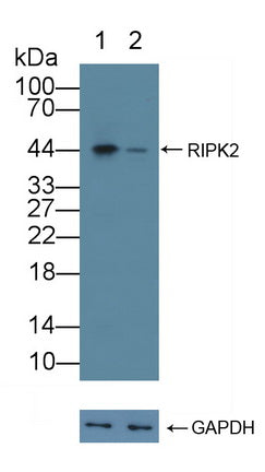 Used in DAB staining on fromalin fixed paraffin- embedded Kidney tissue