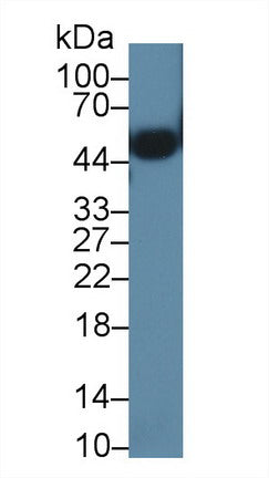 Western Blot; Sample: Lane1: Mouse Serum; Lane2: Mouse Cerebrum lysate; Primary Ab: 0.01µg/ml Rabbit Anti-Mouse ORM2 Antibody; Second Ab: 0.2µg/mL HRP-Linked Caprine Anti-Rabbit IgG Polyclonal Antibody;