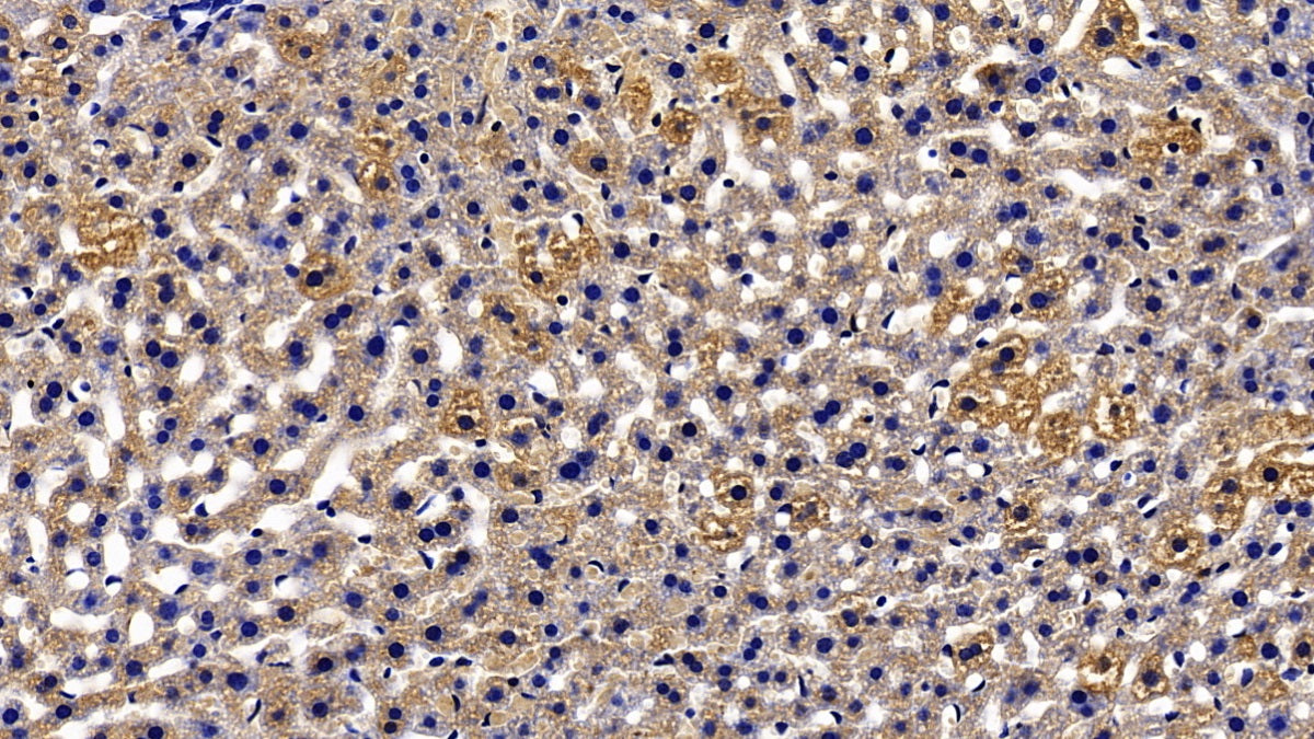 Orosomucoid 2 (ORM2) Polyclonal Antibody - image 5