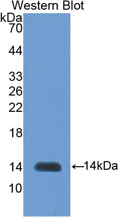 Inhibin Beta B (INHbB) Polyclonal Antibody - image 2