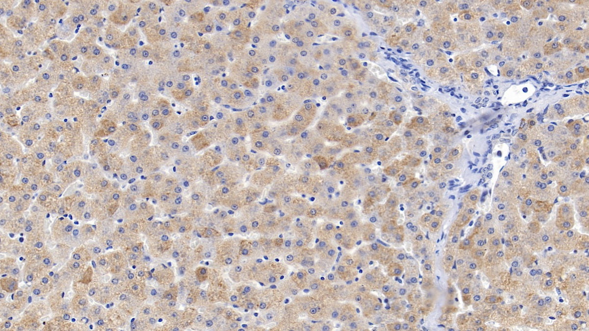 DAB staining on IHC-P; Samples: Porcine Kidney Tissue;  Primary Ab: 30µg/ml   Rabbit Anti-Porcine INHbB Antibody Second Ab: 2µg/mL HRP-Linked Caprine Anti-Rabbit IgG Polyclonal Antibody