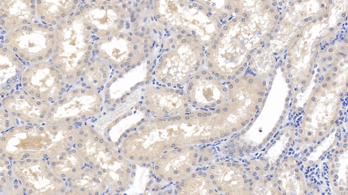 Inhibin Beta B (INHbB) Polyclonal Antibody - image 4
