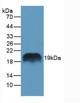 Western Blot; Sample: Recombinant protein.