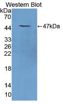 Used in DAB staining on fromalin fixed paraffin- embedded pancreas tissue