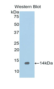 Regenerating Islet Derived Protein 1 Alpha (REG1a) Polyclonal Antibody - image 2
