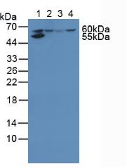 Western Blot; Sample: Recombinant HMGCS, Human.