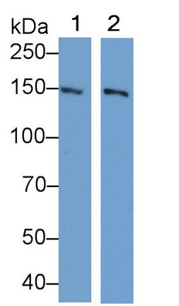 Glutamate Receptor Interacting Protein 1 (GRIP1) Polyclonal Antibody - image 2