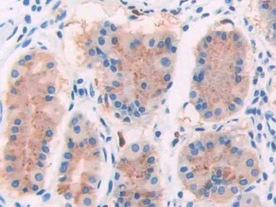 DAB staining on IHC-P; Samples: Human Stomach Tissue)