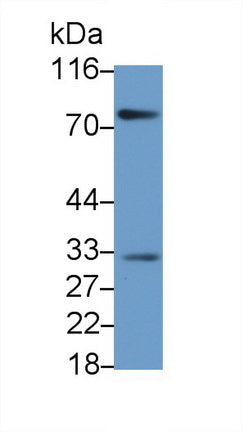 Tumor Necrosis Factor Ligand Superfamily, Member 13 (TNFSF13) Polyclonal Antibody - image 2