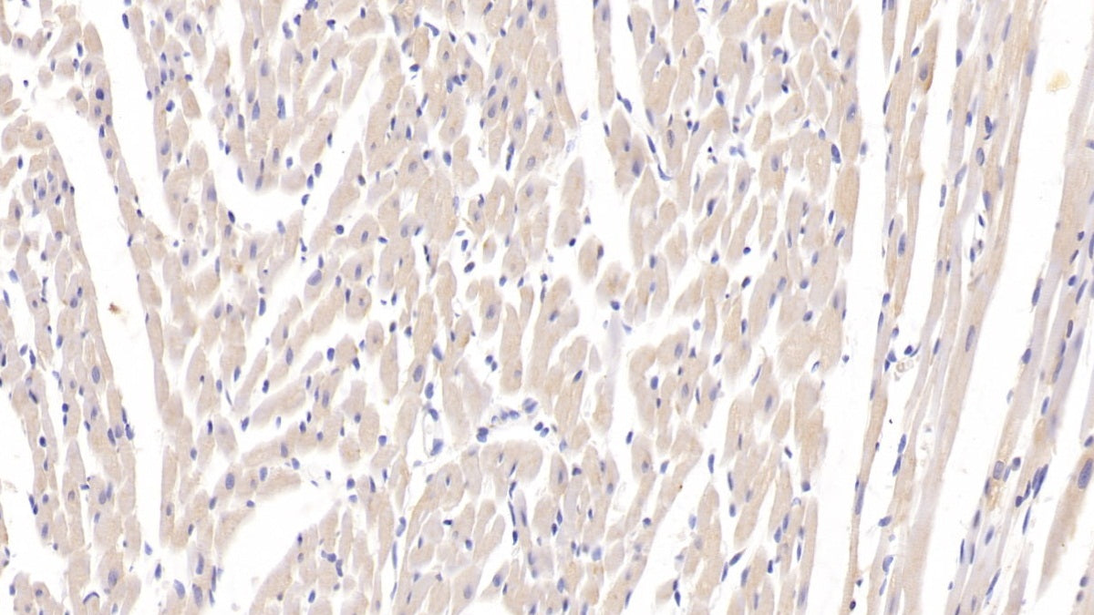 DABstainingonIHC-P.Samples:RatTissue)
