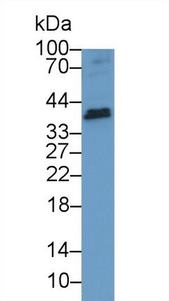 Western Blot; Sample: Recombinant protein.