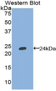 Tumor Necrosis Factor Ligand Superfamily, Member 13 (TNFSF13) Polyclonal Antibody - image 2