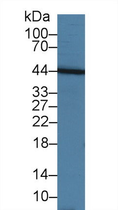 Western Blot; Sample: Recombinant protein.