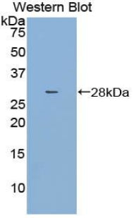 Used in DAB staining on fromalin fixed paraffin-embedded Brain tissue