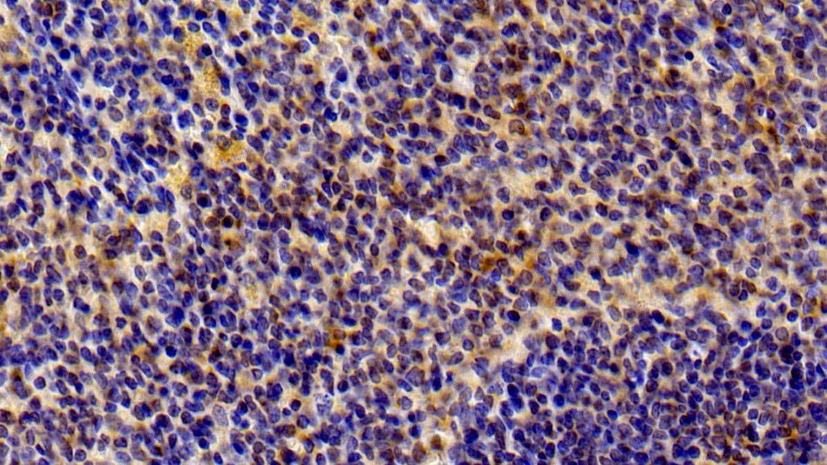 DABstainingonIHC-P.Samples:RatTissue)