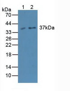 Western Blot; Sample: Recombinant CASP4, Human.