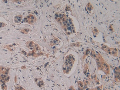Caspase 4 (CASP4) Polyclonal Antibody - image 5