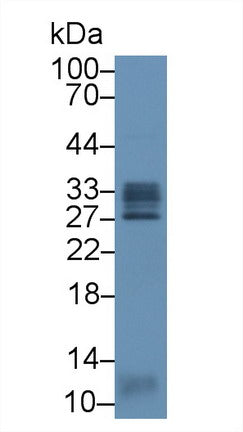 Western Blot; Sample: Recombinant protein.