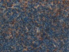 Cluster of Differentiation 244 (CD244) Polyclonal Antibody - image 3