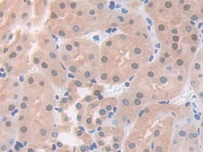 DAB staining on IHC-P; Samples: Mouse Oviduct Tissue.