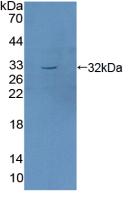 DAB staining on IHC-P; Samples: Mouse Heart Tissue; Primary Ab: 10µg/ml Rabbit Anti-Mouse SGK1 Antibody Second Ab: 2µg/mL HRP-Linked Caprine Anti-Rabbit IgG Polyclonal Antibody