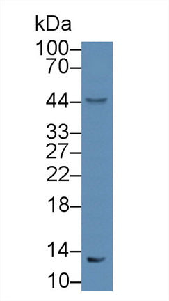 Western Blot; Sample: Recombinant protein.