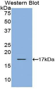 Used in DAB staining on fromalin fixed paraffin-embedded Spleen tissue