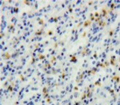 T-Cell Leukemia/Lymphoma Protein 1A (TCL1A) Polyclonal Antibody - image 4