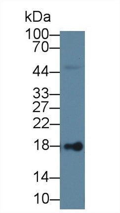 Lipocalin 1 (LCN1) Polyclonal Antibody - image 3