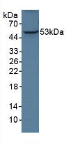 Western Blot; Sample: Recombinant ANGPTL3, Mouse.
