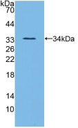 DAB staining on IHC-P; Samples: Mouse Stomach Tissue; Primary Ab: 10µg/ml Rabbit Anti-Mouse ANGPTL3 Antibody Second Ab: 2µg/mL HRP-Linked Caprine Anti-Rabbit IgG Polyclonal Antibody