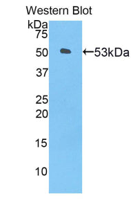 Western Blot; Sample: Mouse Placenta lysate; ; Primary Ab: 1µg/ml Rabbit Anti-Mouse ANGPTL3 Antibody; Second Ab: 0.2µg/mL HRP-Linked Caprine Anti-Rabbit IgG Polyclonal Antibody;