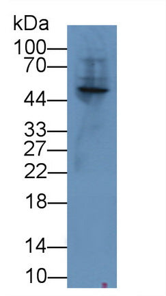 Angiopoietin Like Protein 3 (ANGPTL3) Polyclonal Antibody - image 3
