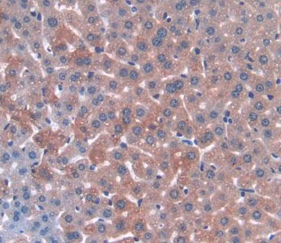 Angiopoietin Like Protein 3 (ANGPTL3) Polyclonal Antibody - image 4