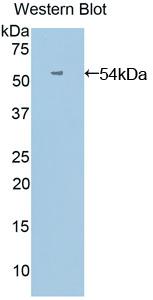 Angiopoietin Like Protein 3 (ANGPTL3) Polyclonal Antibody - image 2